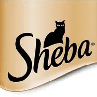 شيبا
