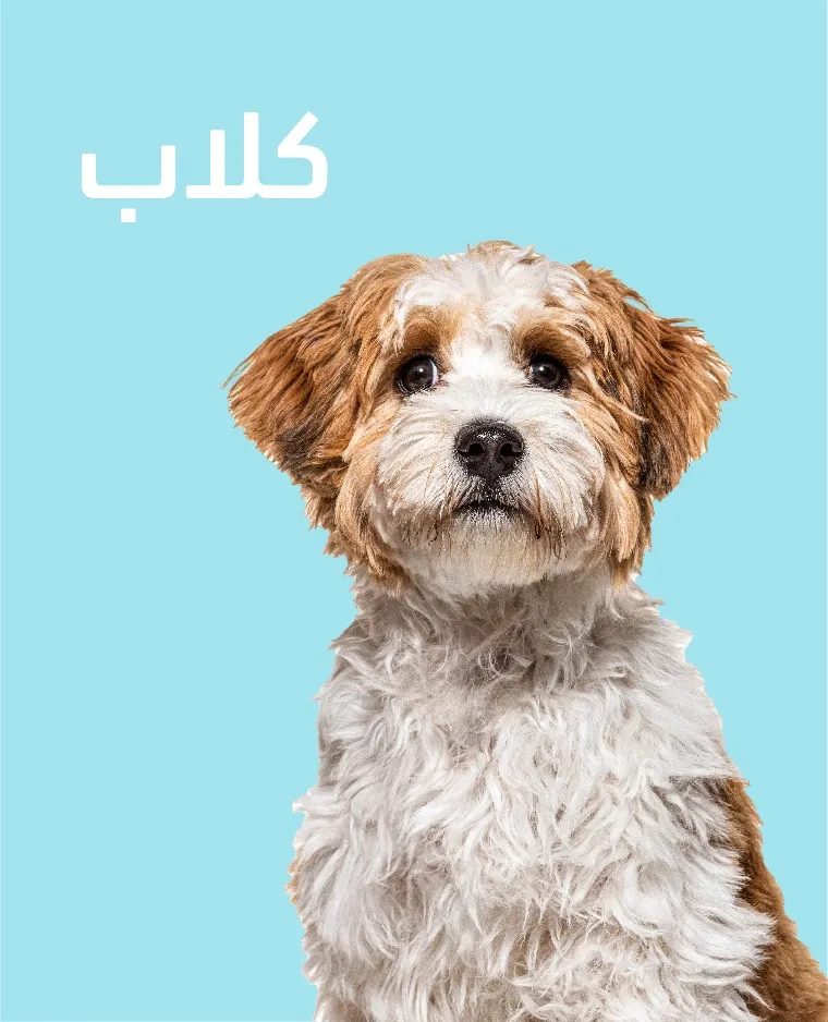 petpoint