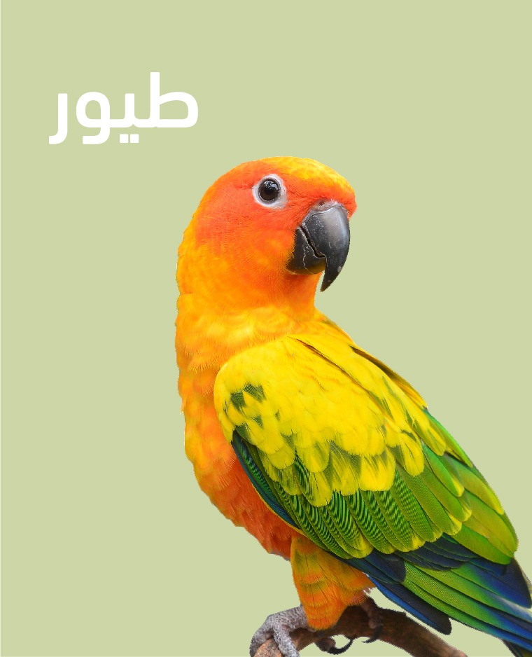 طيور