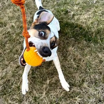 petpoint